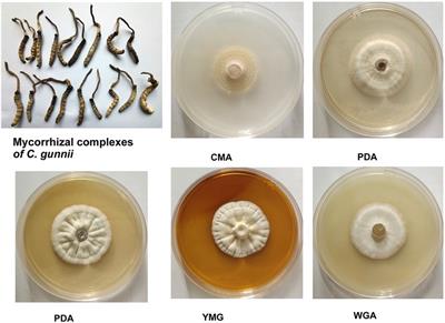 Activities and metabolomics of Cordyceps gunnii under different culture conditions